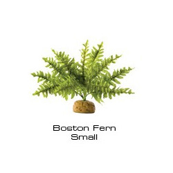 Boston Fern Small