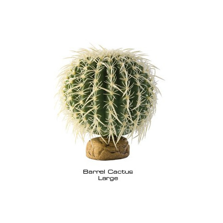 Barrel Cactus large