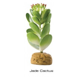 Jade cactus