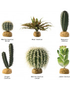 Desert plants with foot